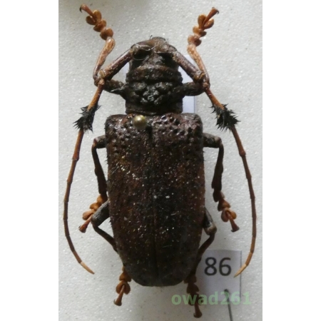 Aristobia freneyi Schmitt, 1992 35mm Thailand86